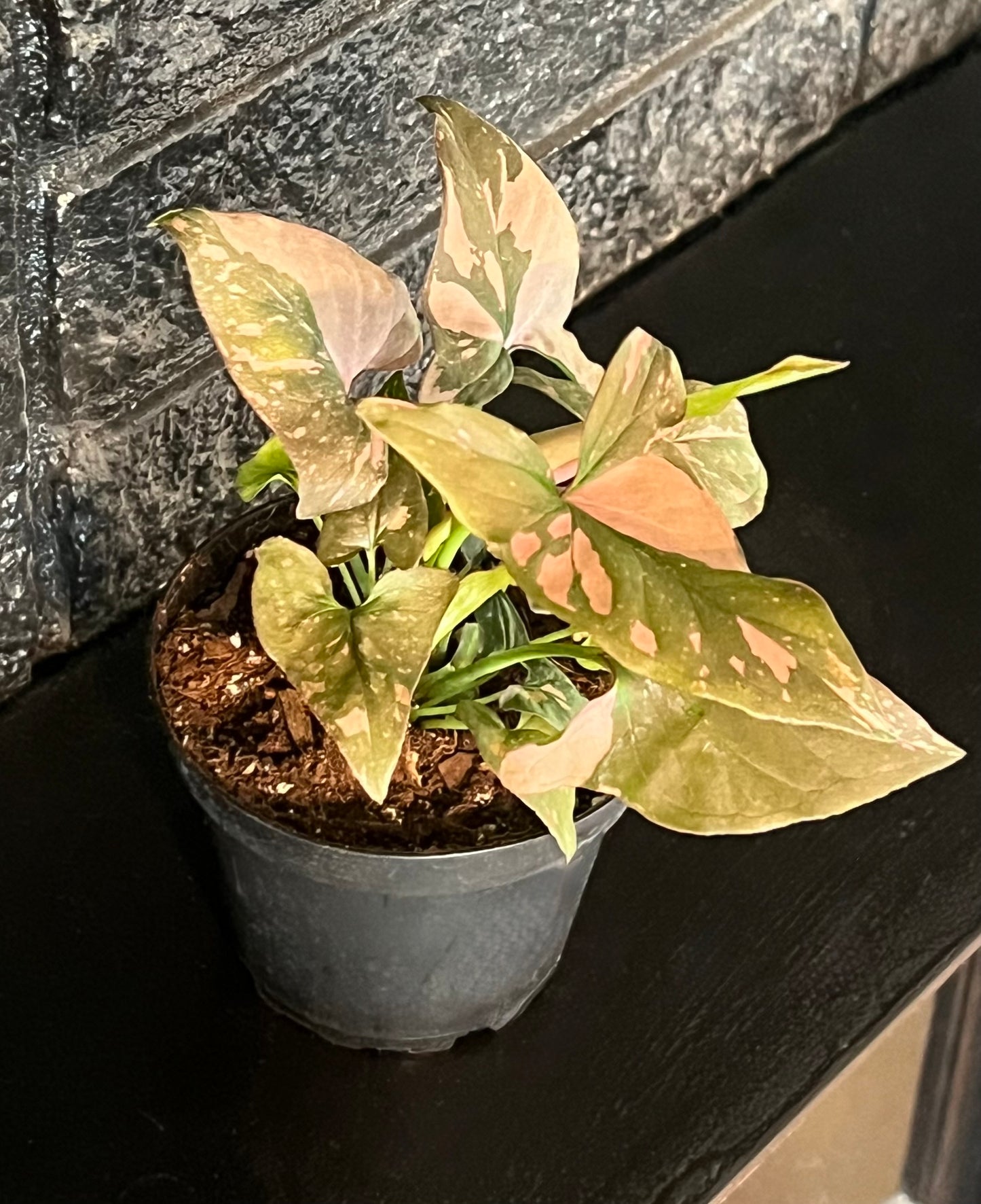 Syngonium 'Pink Splash'