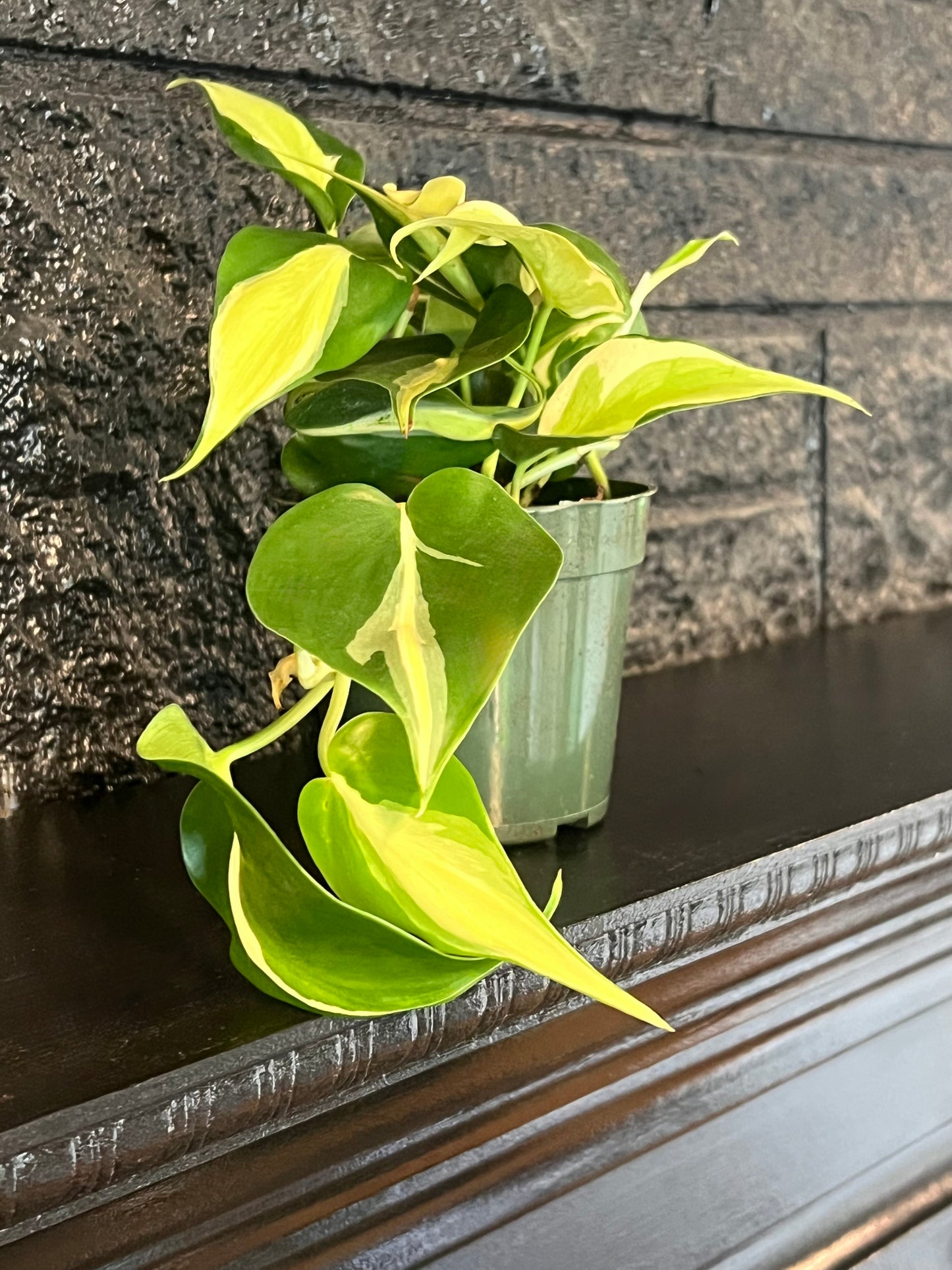 Philodendron cordatum 'Silver Stripe'