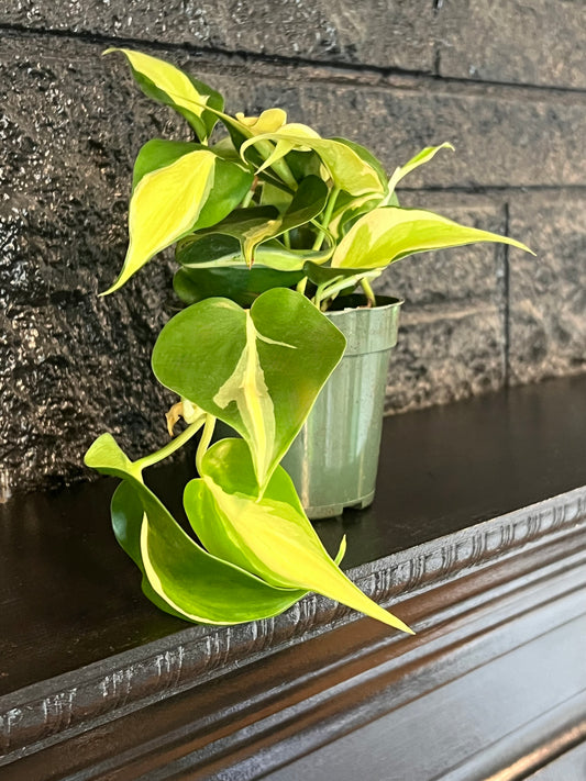 Philodendron cordatum 'Silver Stripe'