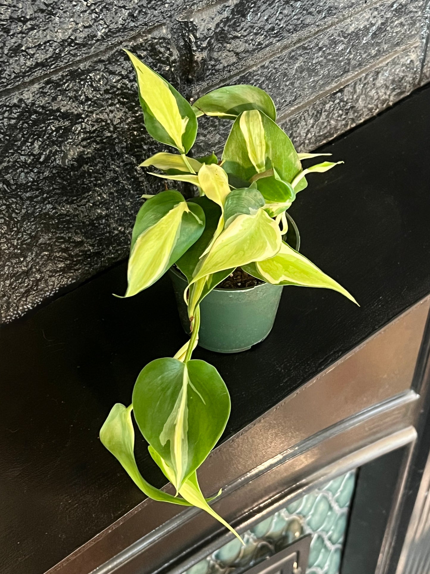 Philodendron cordatum 'Silver Stripe'