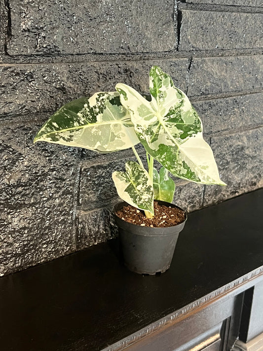 Alocasia 'Frydeck Variegated'
