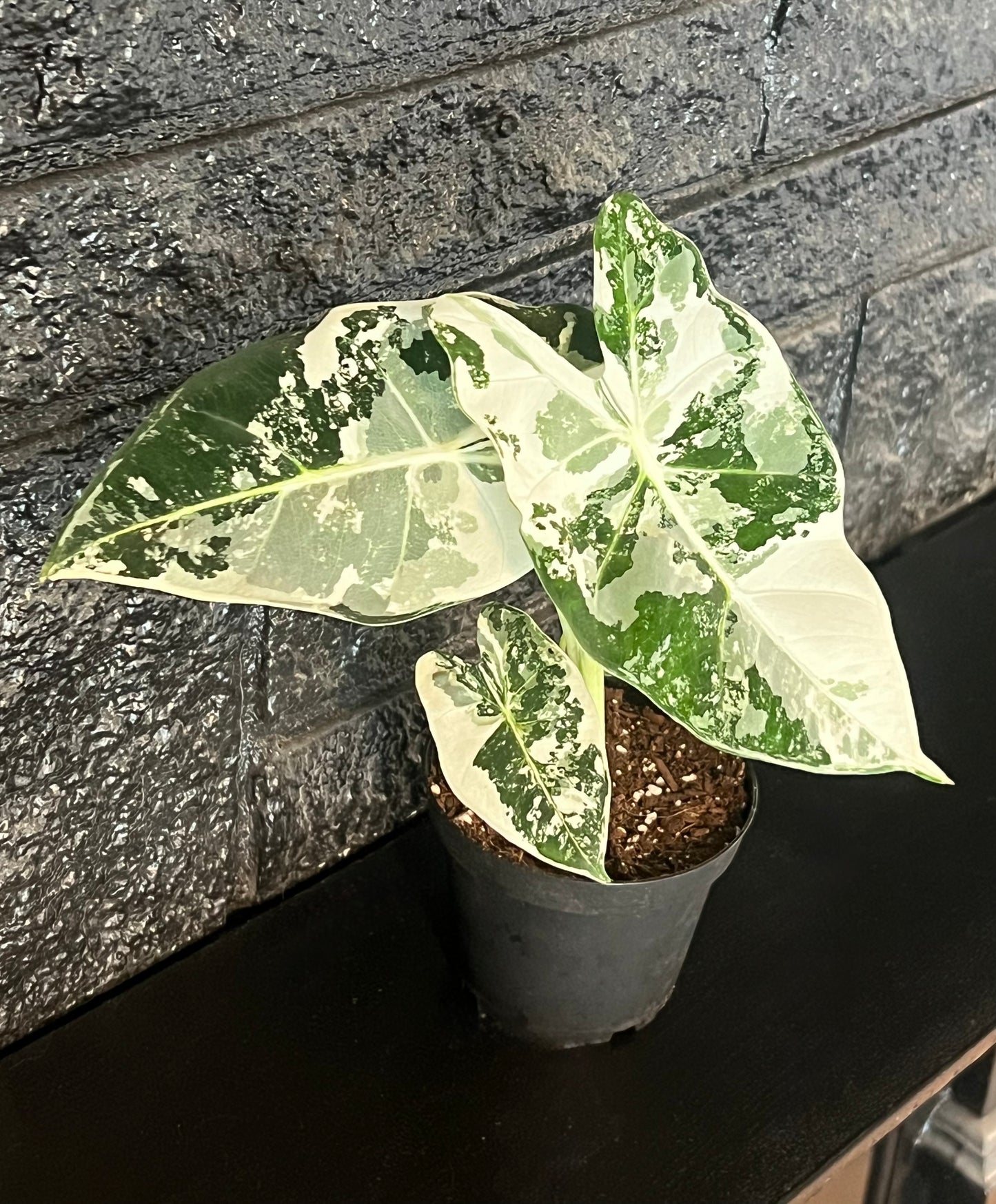 Alocasia 'Frydeck Variegated'