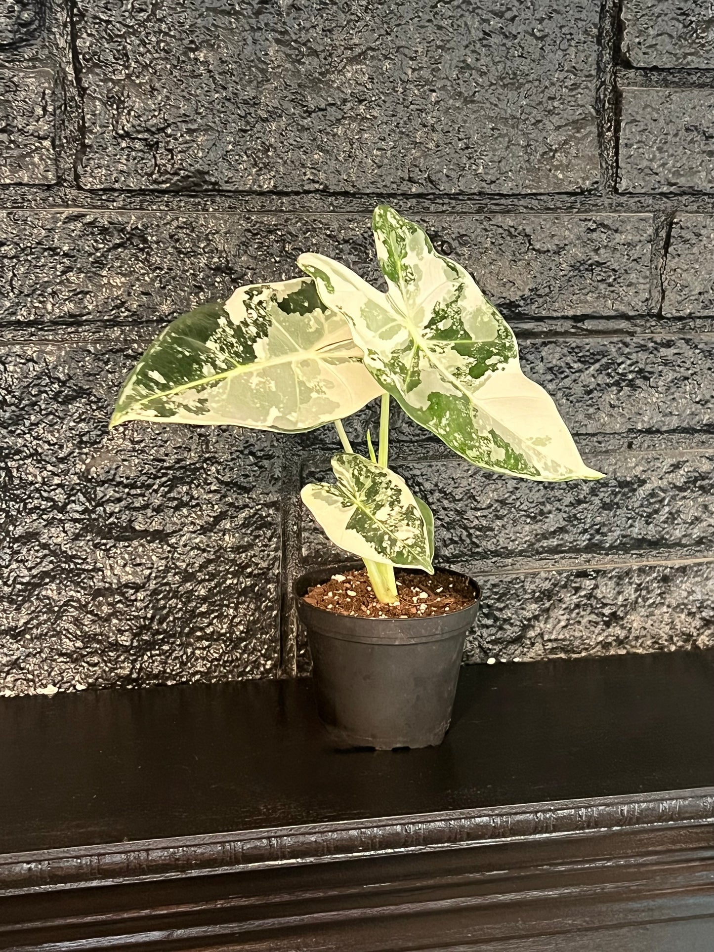 Alocasia 'Frydeck Variegated'