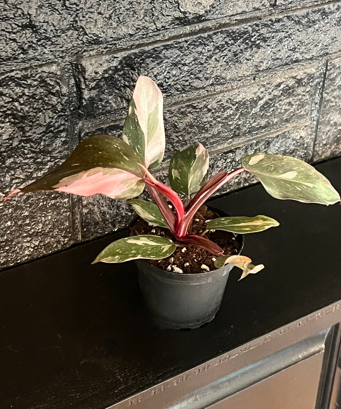 Philodendron Red Anderson 'Pink Knight