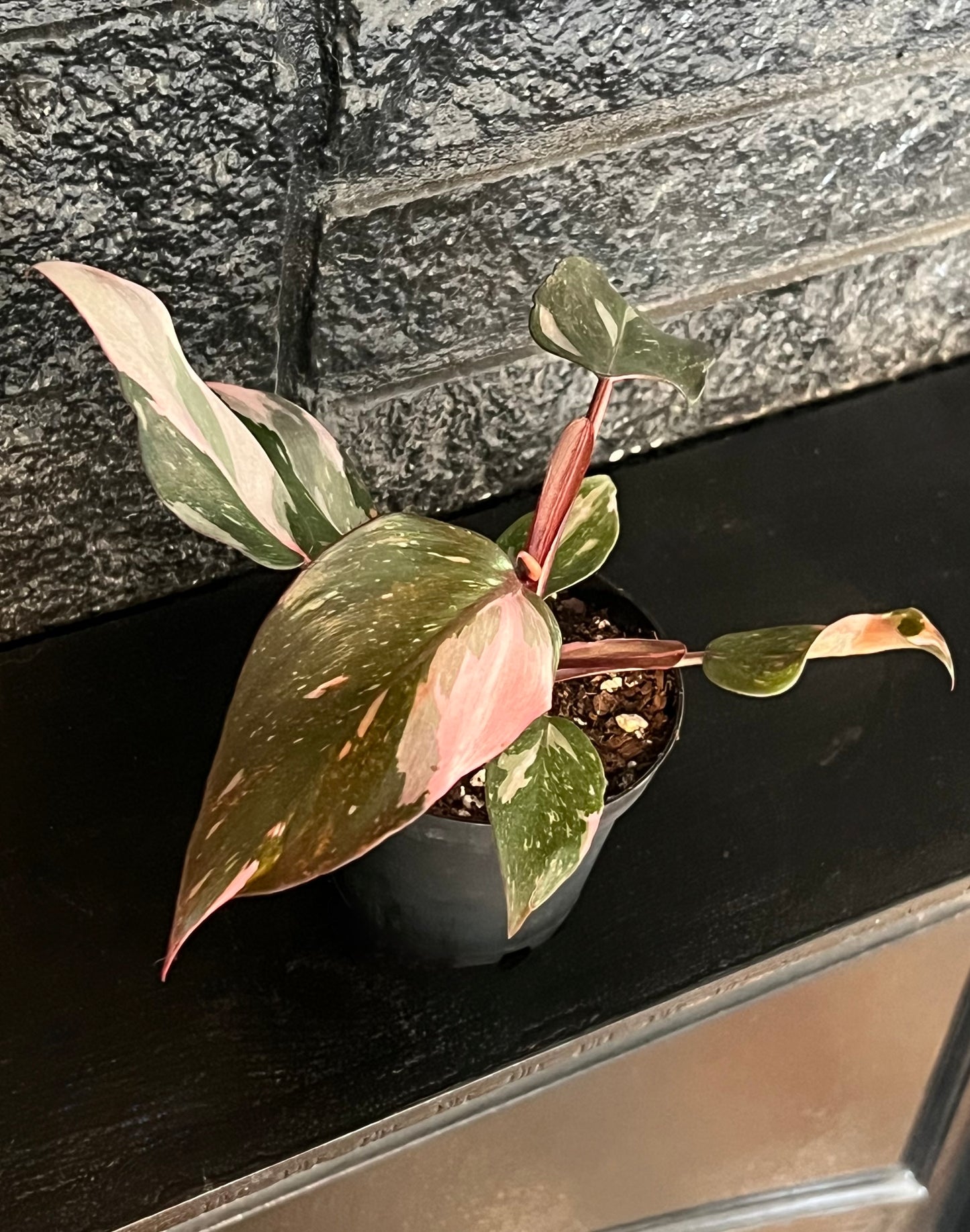 Philodendron Red Anderson 'Pink Knight