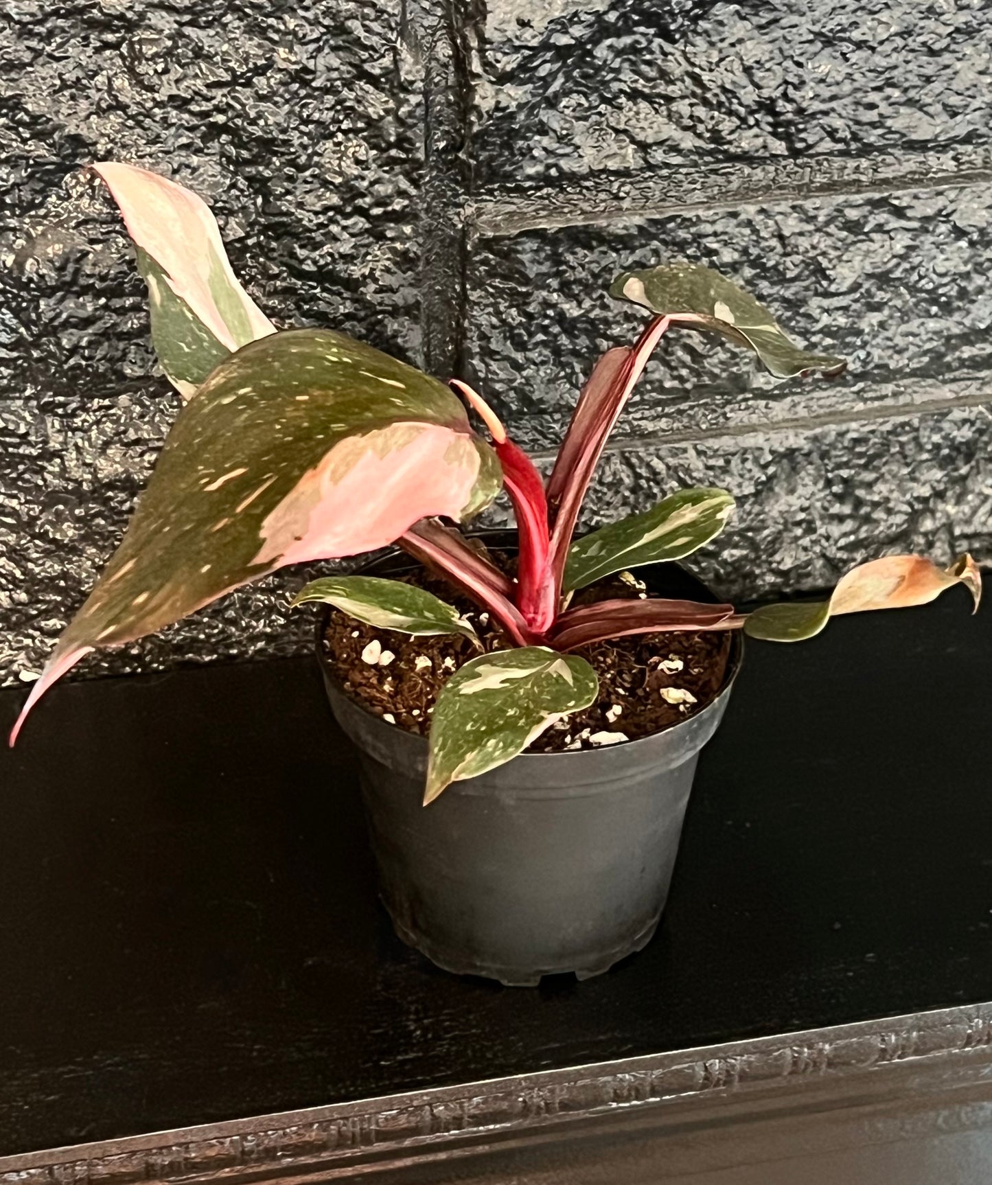 Philodendron Red Anderson 'Pink Knight