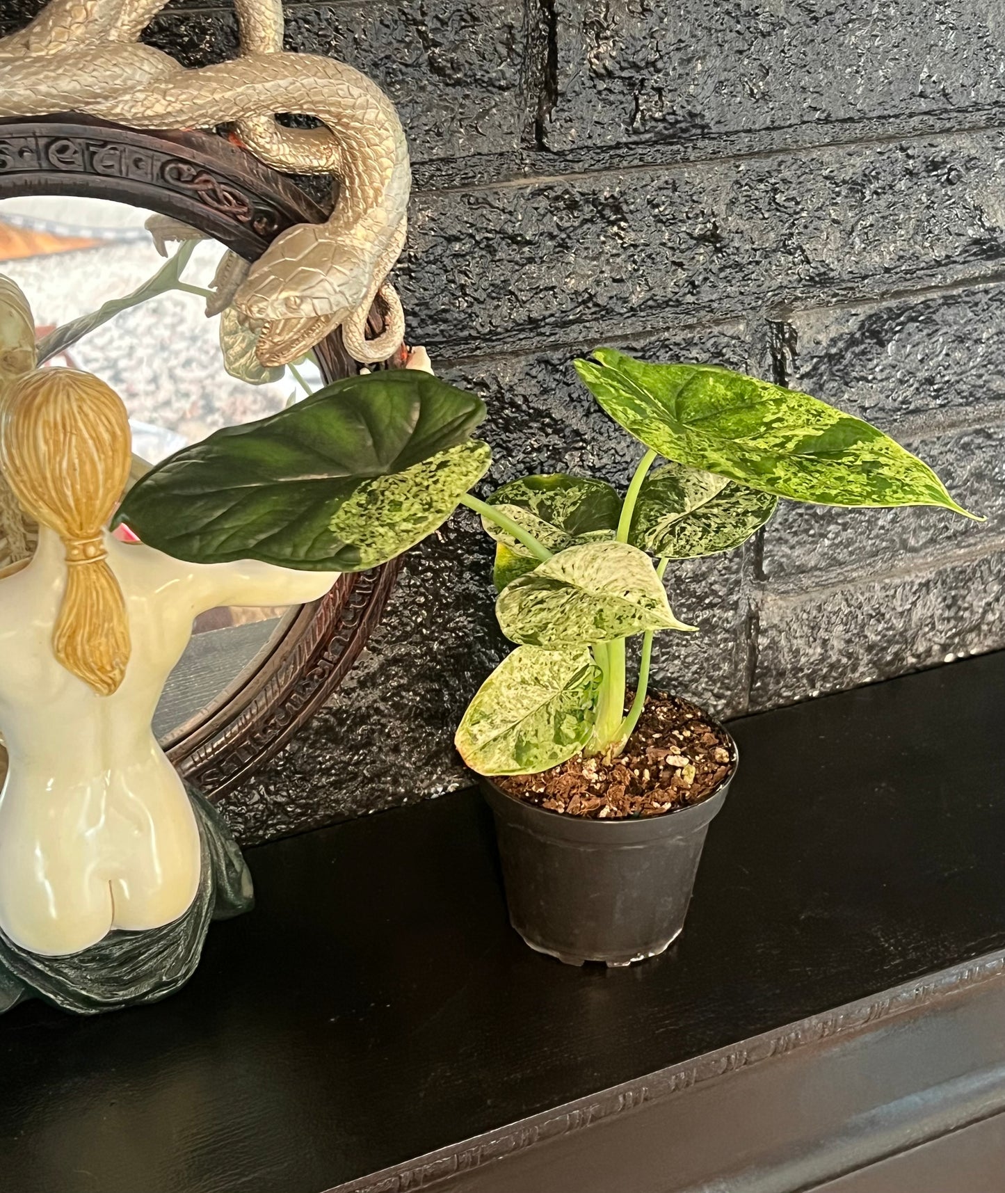 Alocasia baginda 'Dragon Scale Variegated'