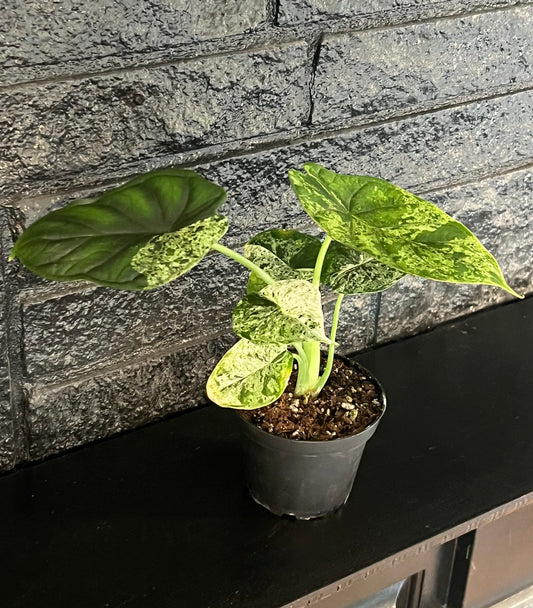 Alocasia baginda 'Dragon Scale Variegated'