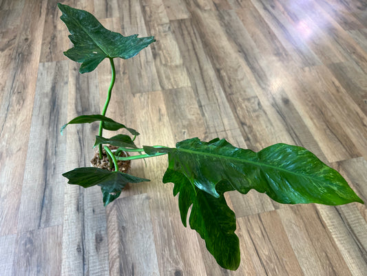 Philodendron Mottled Dragon