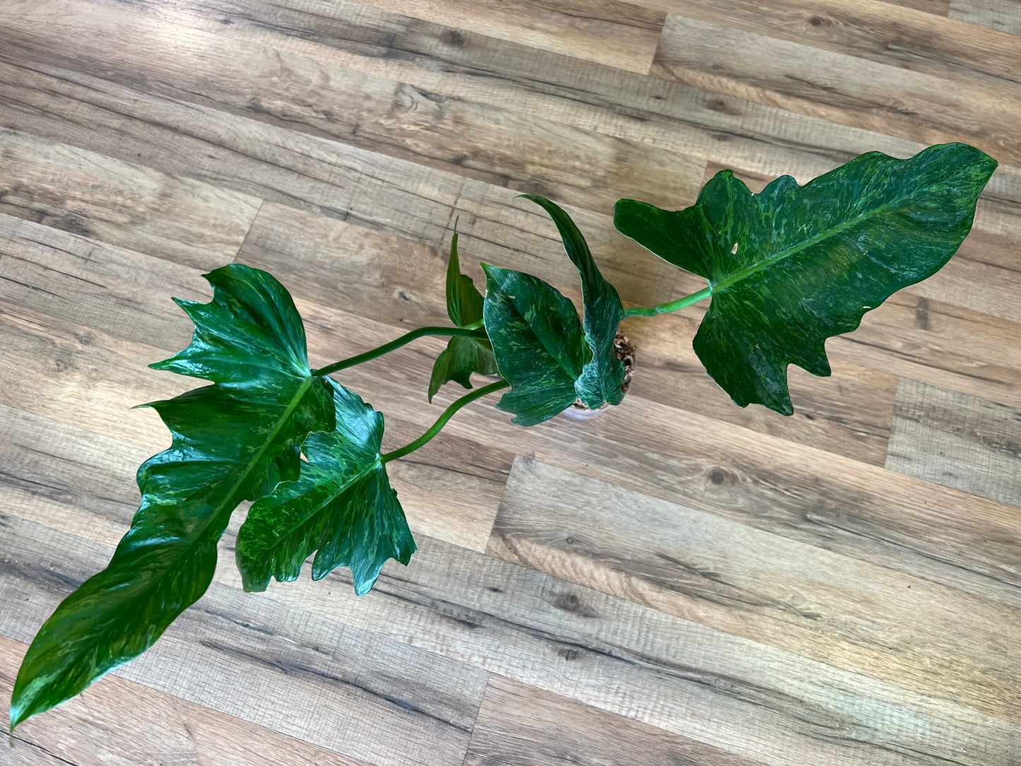 Philodendron Mottled Dragon