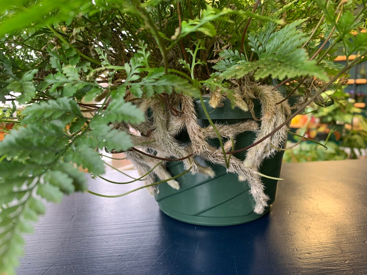 Davallia fejeensis 'Rabbit Foot Fern'