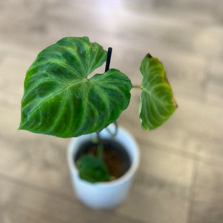 Philodendron verrucosum