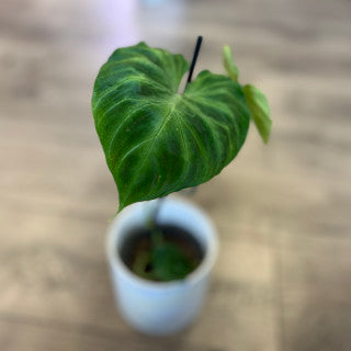 Philodendron verrucosum