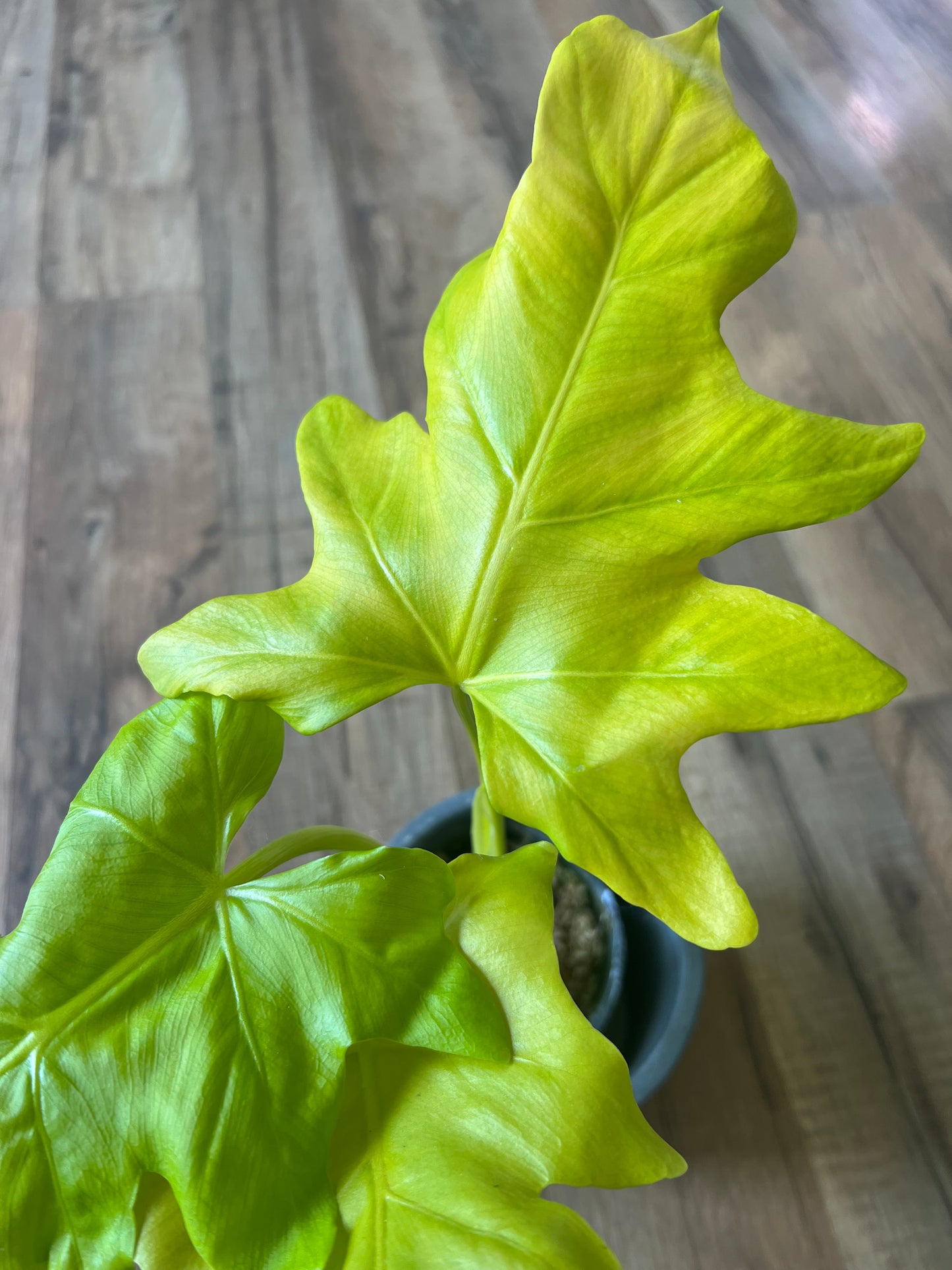 Philodendron warscewiczii Aurea
