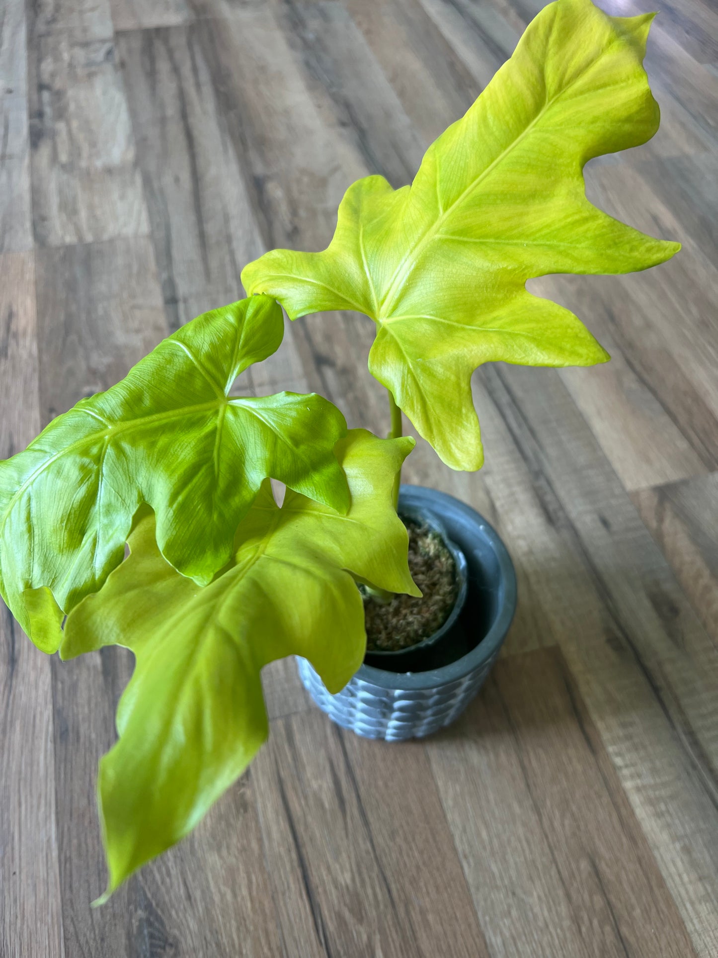 Philodendron warscewiczii Aurea