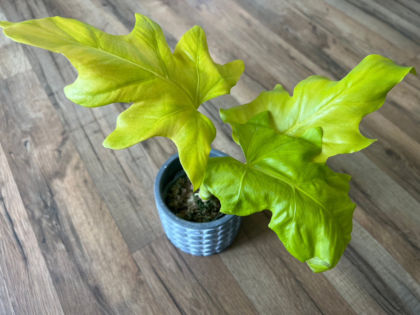 Philodendron warscewiczii Aurea