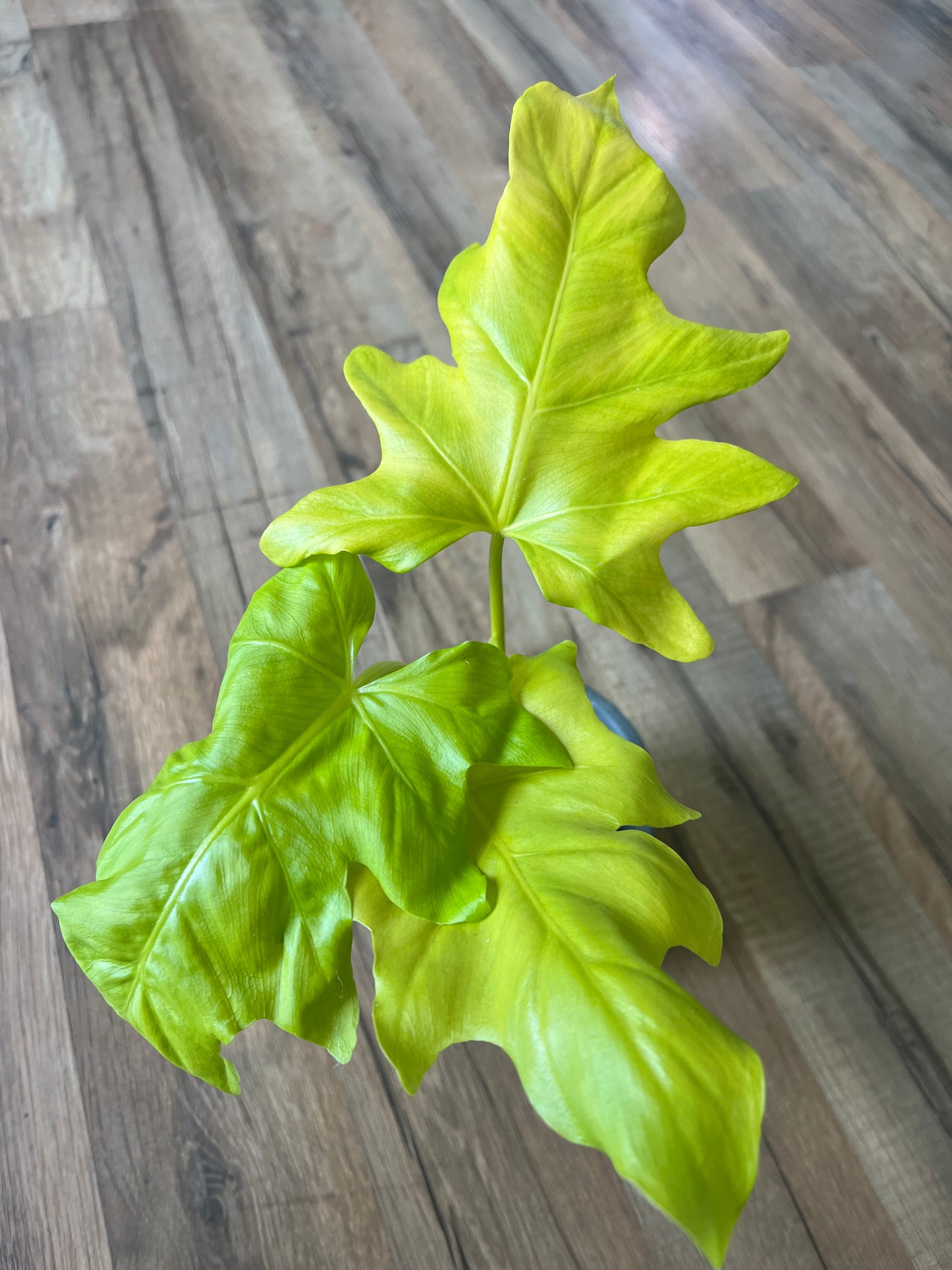 Philodendron warscewiczii Aurea