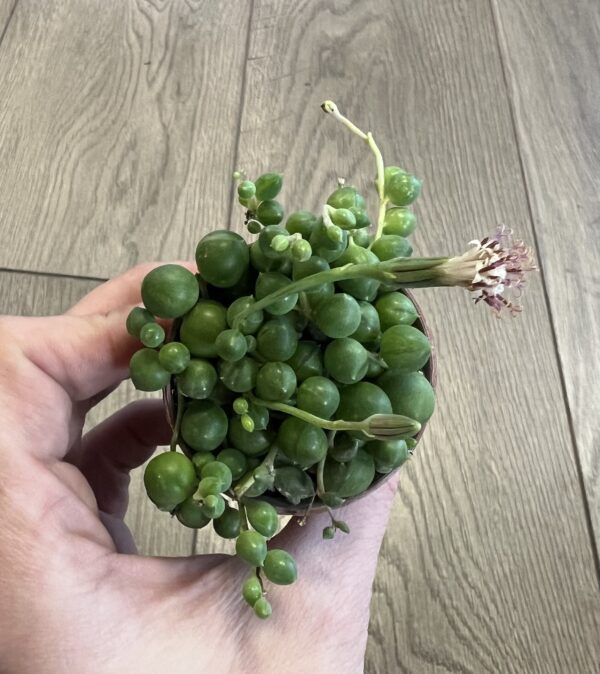 Senecio rowleyanus ‘String of Pearls’ ~ 2 Inch