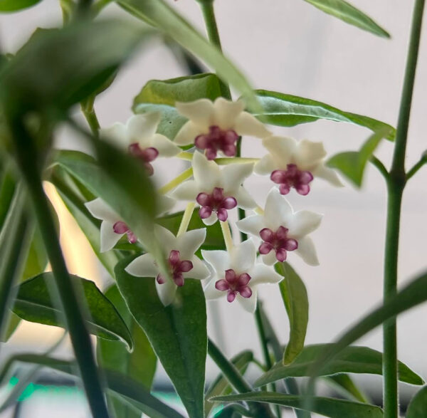 Hoya lanceolata ‘Bella’ - Image 4