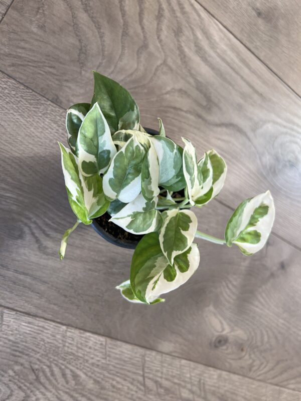 Epipremnum aureum 'N'Joy pothos' - Image 2