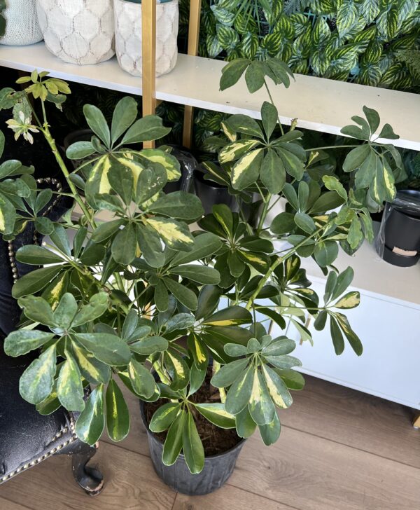 Schefflera arboricola ‘butterball’ - Image 2