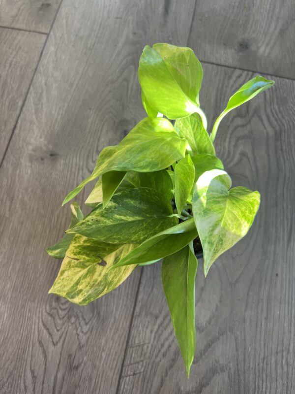 Epipremnum aur. ‘Sunshine Goddess Pothos’ - Image 4