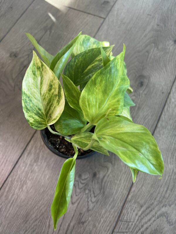 Epipremnum aur. ‘Sunshine Goddess Pothos’ - Image 5