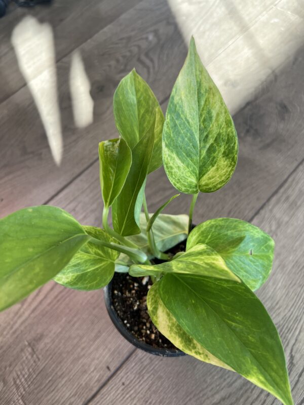 Epipremnum aur. ‘Sunshine Goddess Pothos’ - Image 3