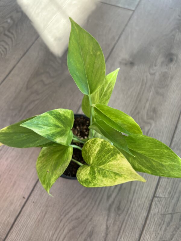 Epipremnum aur. ‘Sunshine Goddess Pothos’