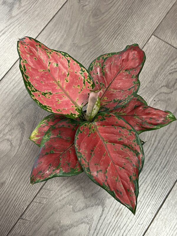 Aglaonema ‘Lucky Red’ - Image 2