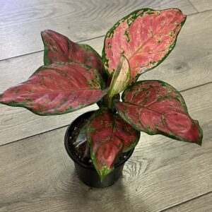 Aglaonema ‘Lucky Red’