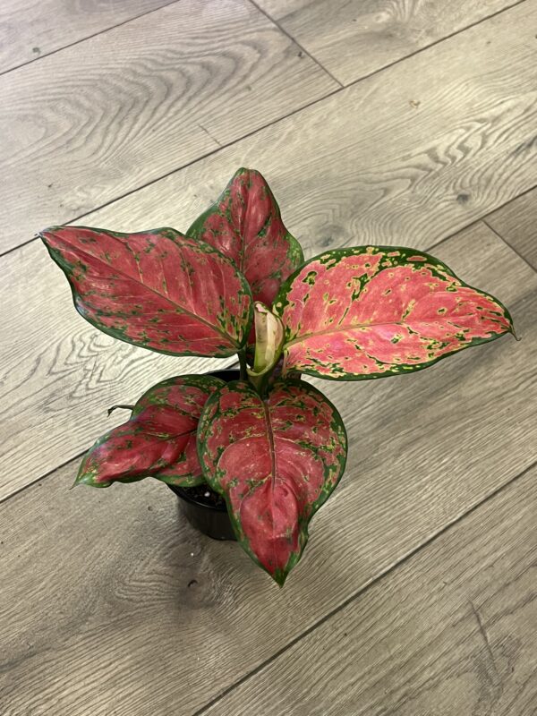 Aglaonema ‘Lucky Red’ - Image 3