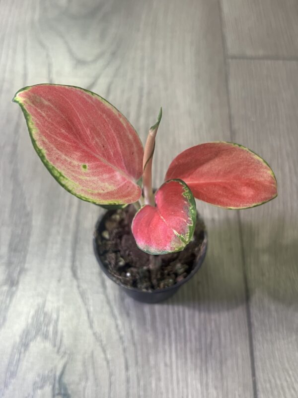 Aglaonema latosolic Red ~2inch