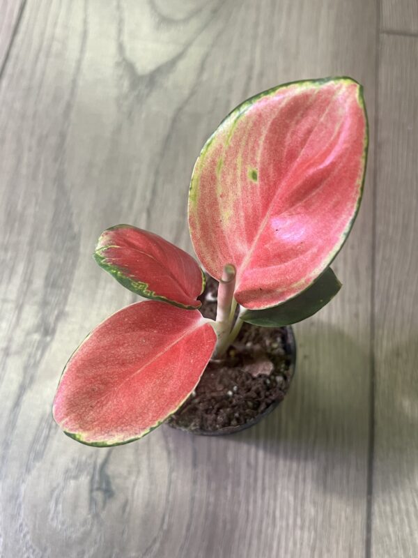 Aglaonema latosolic Red ~2inch - Image 3