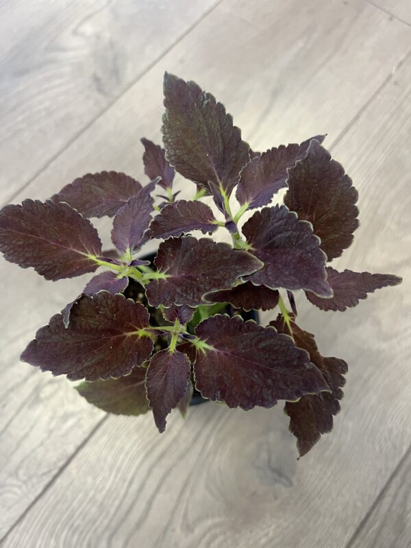 Coleus ‘Chocolate Mint’ - Image 3