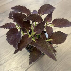 Coleus ‘Chocolate Mint’