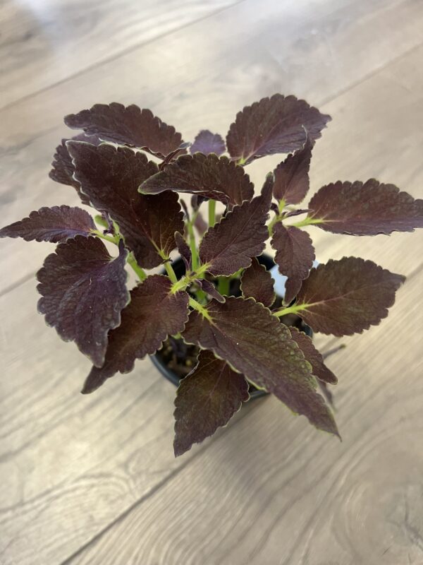 Coleus ‘Chocolate Mint’