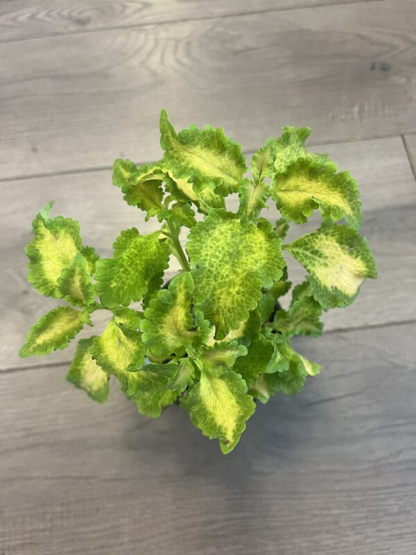 Coleus ‘Party Time Lime’ - Image 2