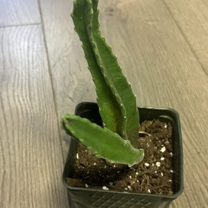 Stapelia gigantea ‘Lifesaver cactus’