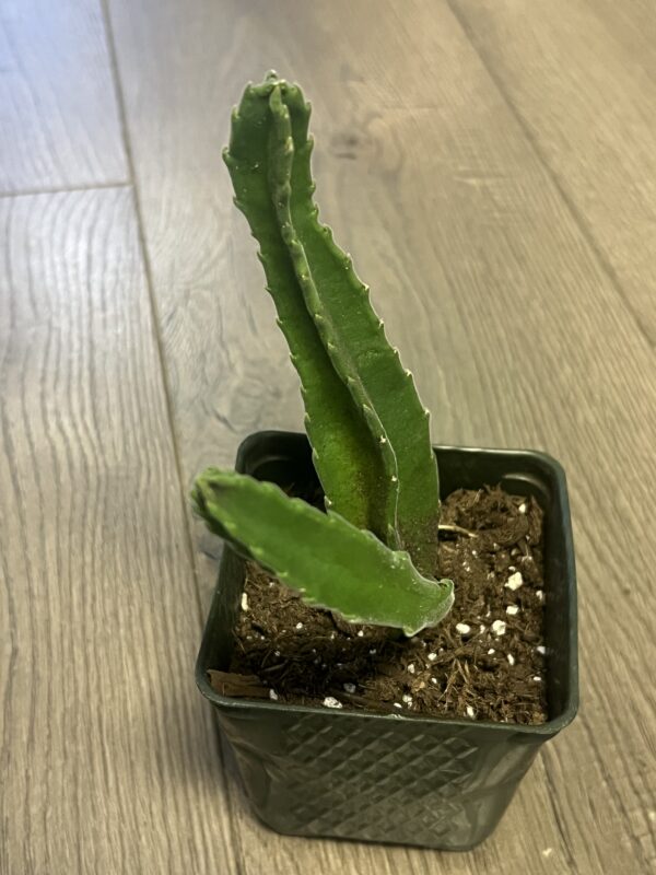 Stapelia gigantea ‘Lifesaver cactus’