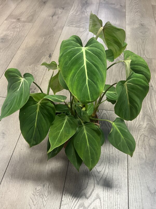 Philodendron ‘Gloriosum’ - Image 2