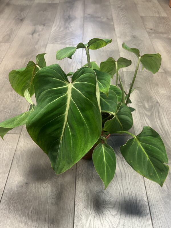 Philodendron ‘Gloriosum’