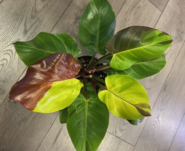 Philodendron ‘Yellow Flame’ - Image 3