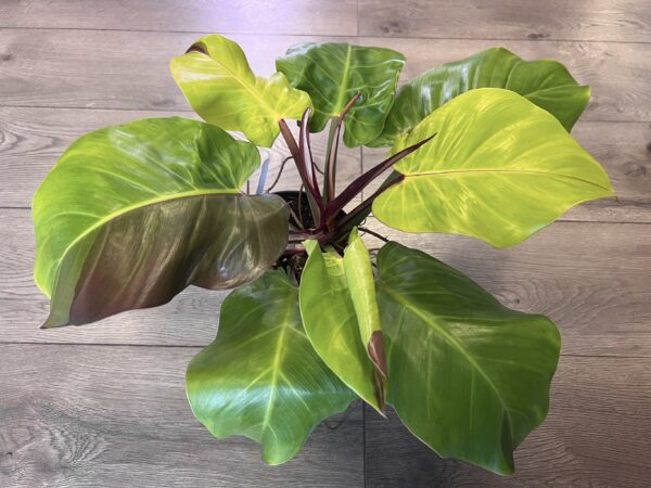 Philodendron ‘Yellow Flame’ - Image 4