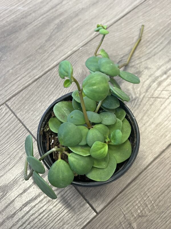 Peperomia ‘Hope’