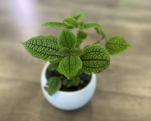 Pilea ‘Moon Valley’ - Image 2