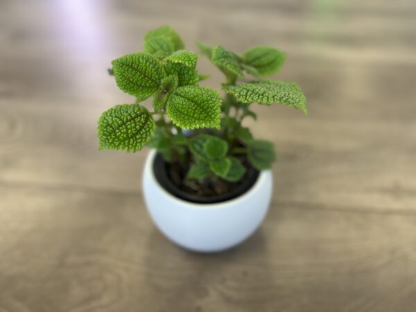 Pilea ‘Moon Valley’ - Image 3