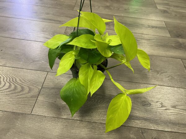 Epipremnum aur. 'Neon Pothos’ - Image 3