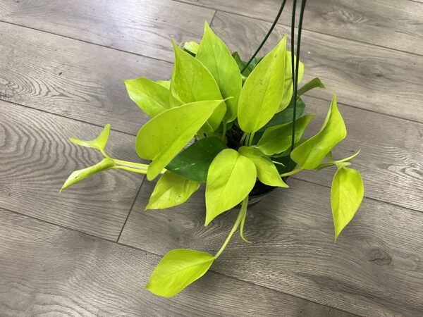 Epipremnum aur. 'Neon Pothos’