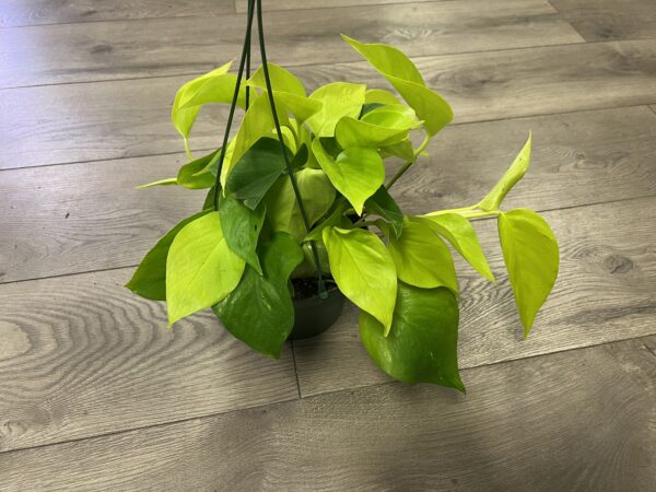 Epipremnum aur. 'Neon Pothos’ - Image 6